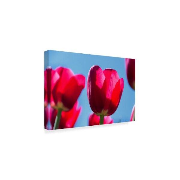 Anthony Paladino 'The Magenta Tulip' Canvas Art,30x47